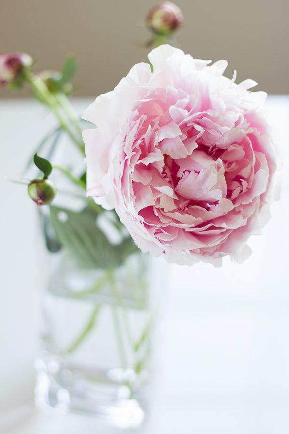 Peony