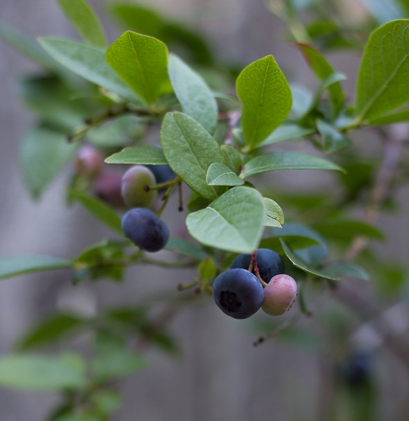 Blueberries