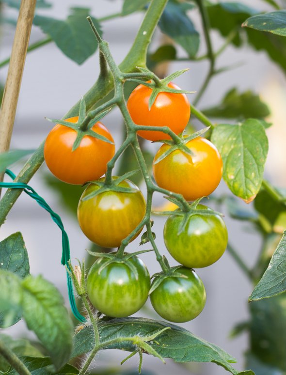 Easy Tomato and Courgette Pasta