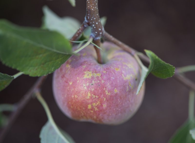applepecancake (1 of 7)